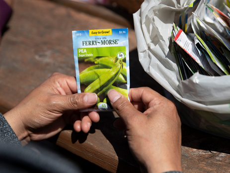 closeup of hands holding a pea seed packet. there is a bag of seed packets in the background.