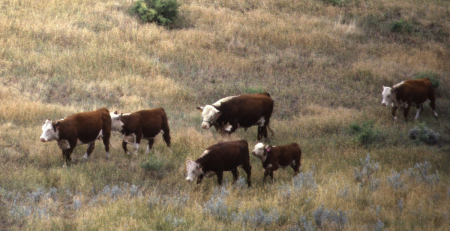 cattle walking through a field