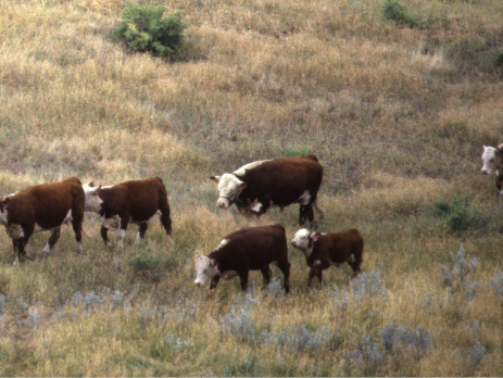 cattle walking through a field