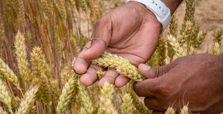 a closeup of hands examining wheat