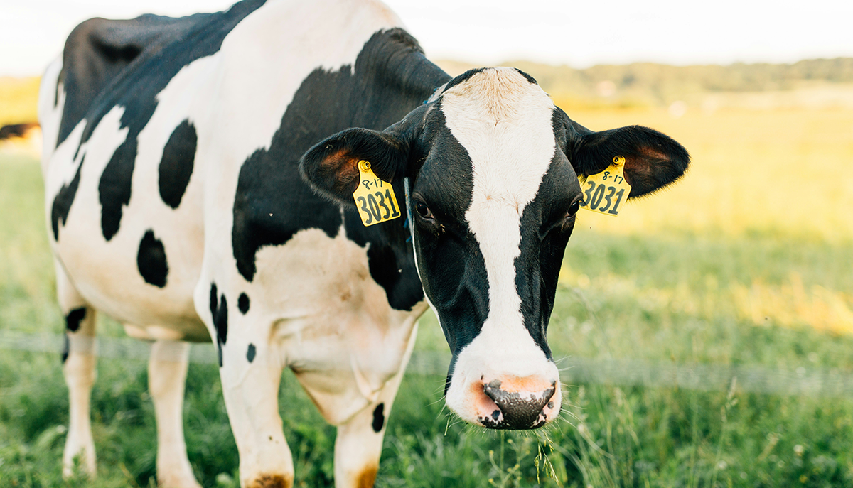 black and white cow in a field