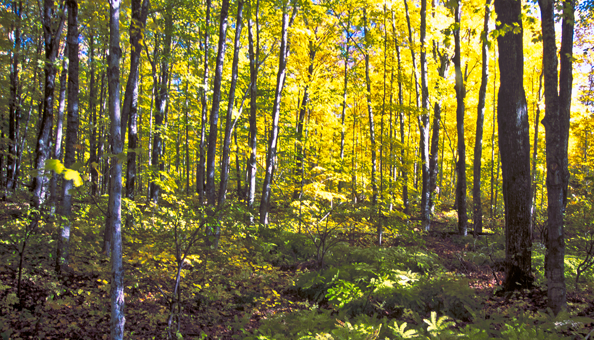 a forest dappled in sunlight