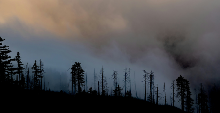 wildfire smoke above an Oregon forest
