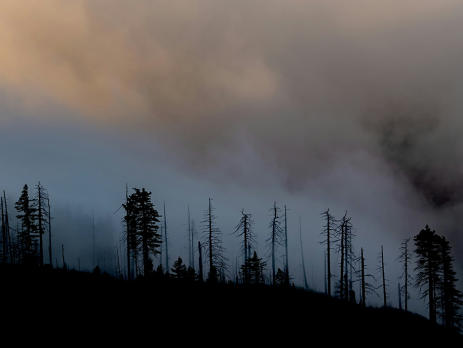 wildfire smoke above an Oregon forest