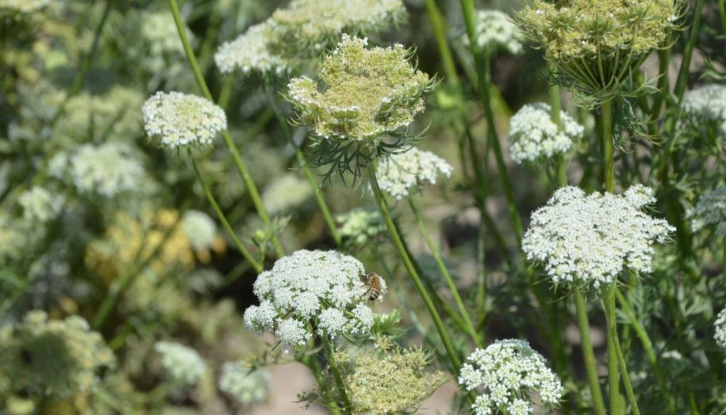 Flowering carrot plants