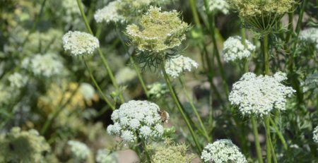 Flowering carrot plants