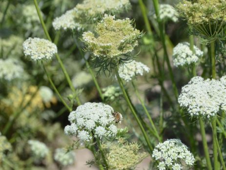 Flowering carrot plants