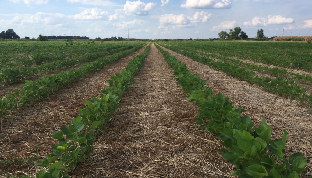 a no-till soybean field