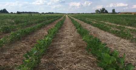 a no-till soybean field