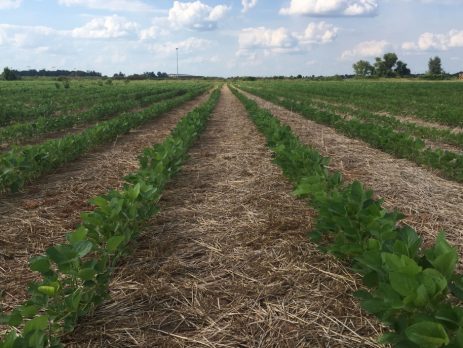 a no-till soybean field