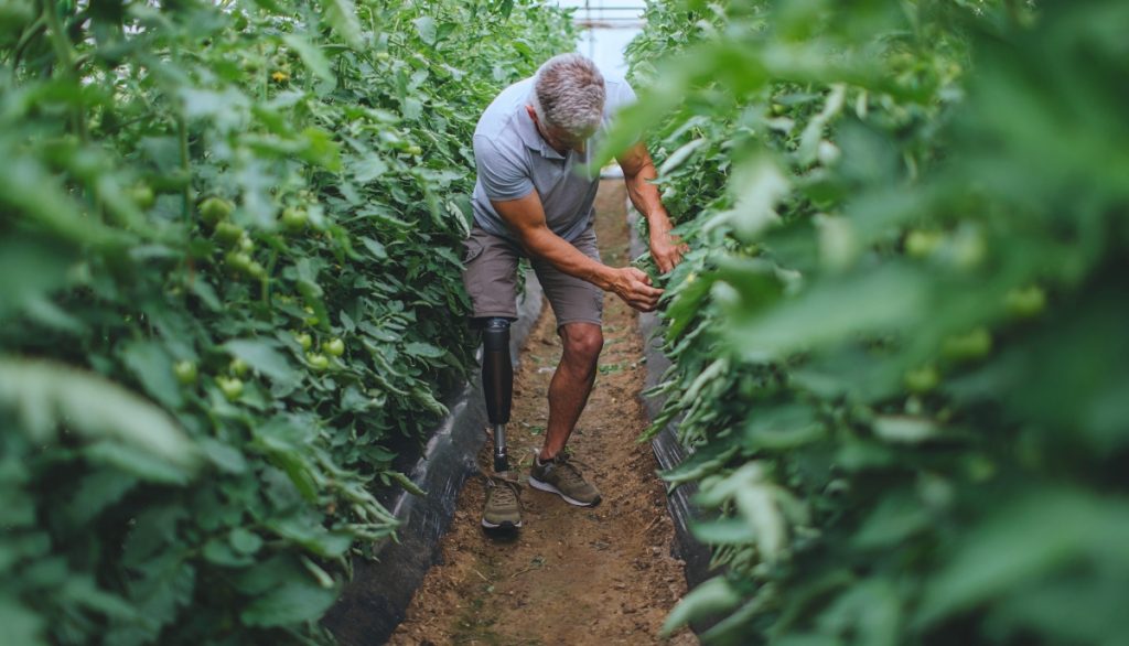 a man with a prosthetic leg examines a tomato plant