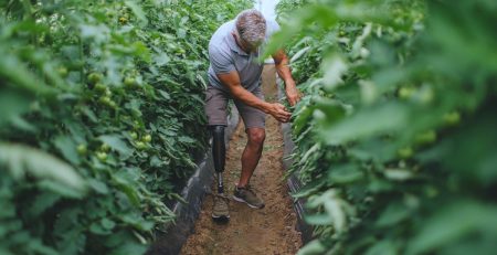 a man with a prosthetic leg examines a tomato plant