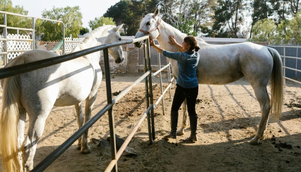 a rancher tends to her horses