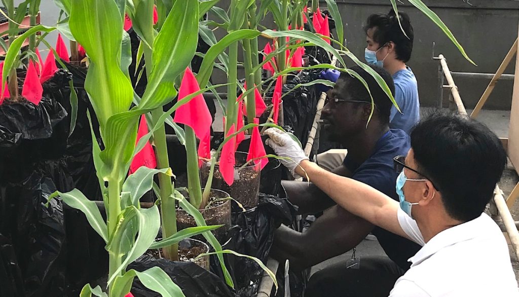 scientists examine plants grown with biochar