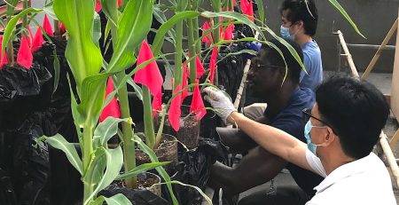 scientists examine plants grown with biochar