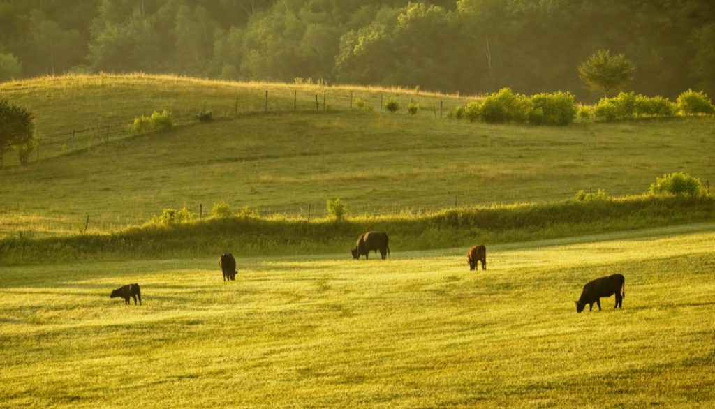 cows grazing