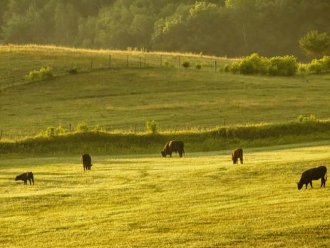 cows grazing