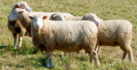 sheep in a field