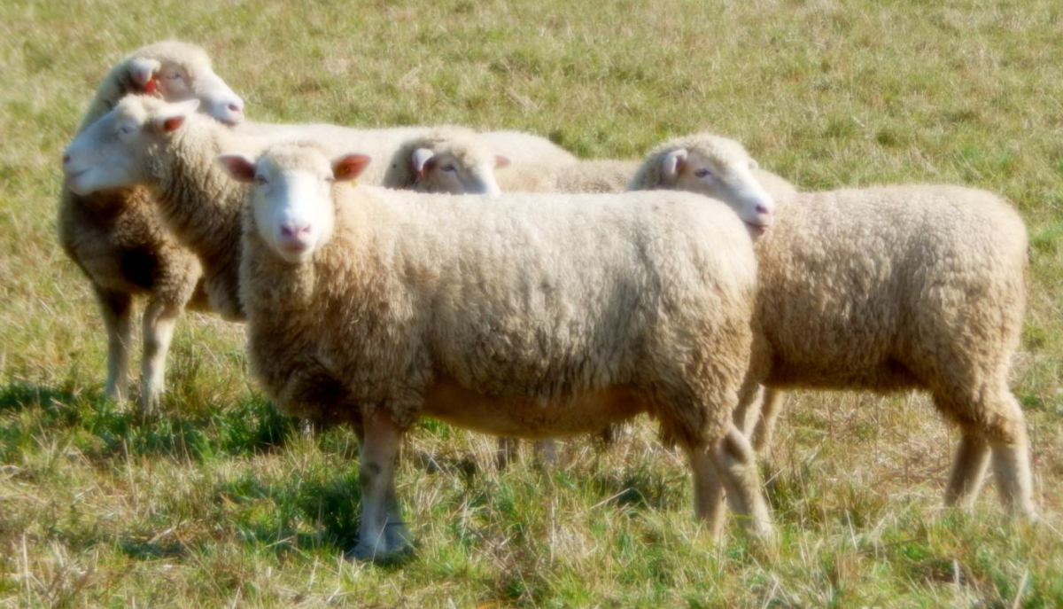 sheep in a field