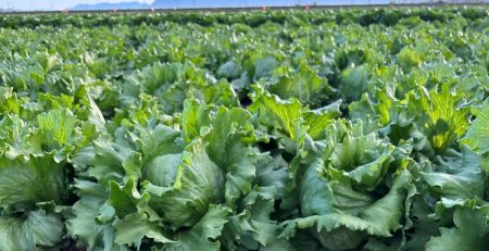lettuce growing in a field