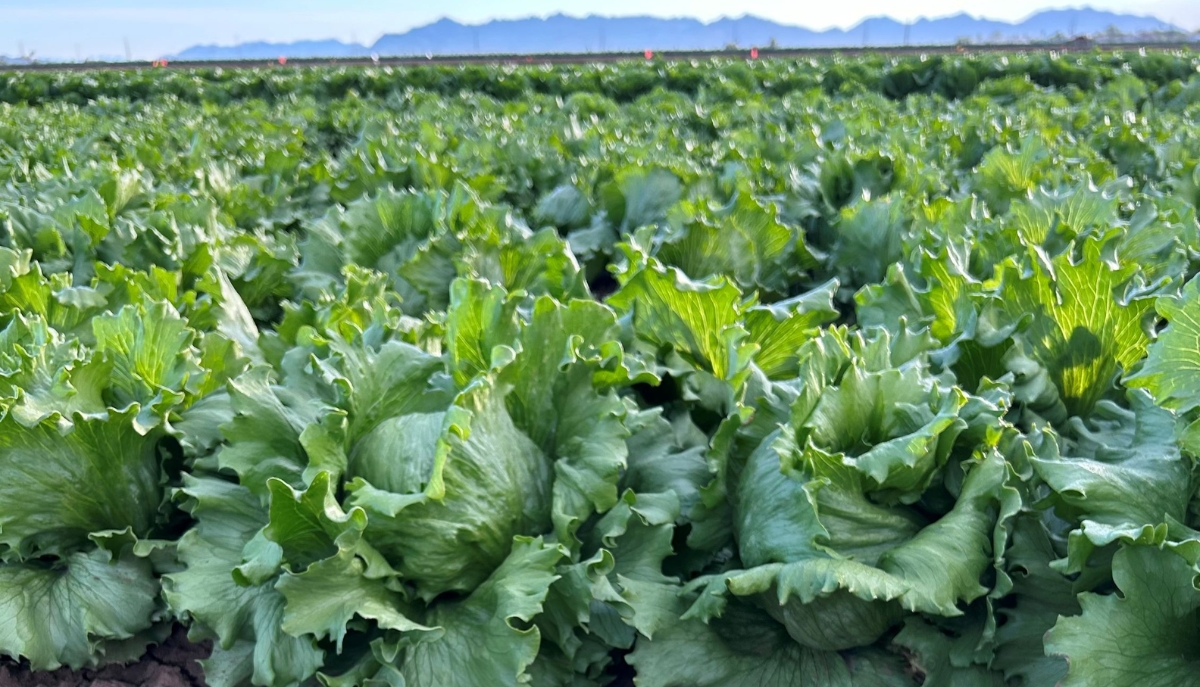 lettuce growing in a field