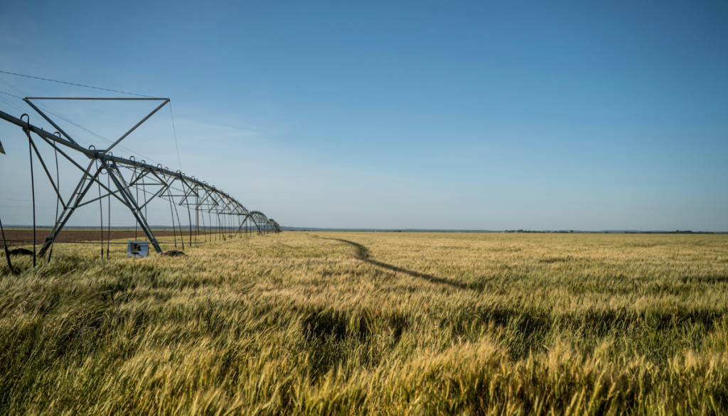 irrigation on a wheat field