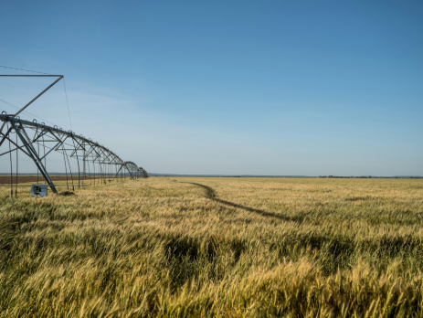 irrigation on a wheat field
