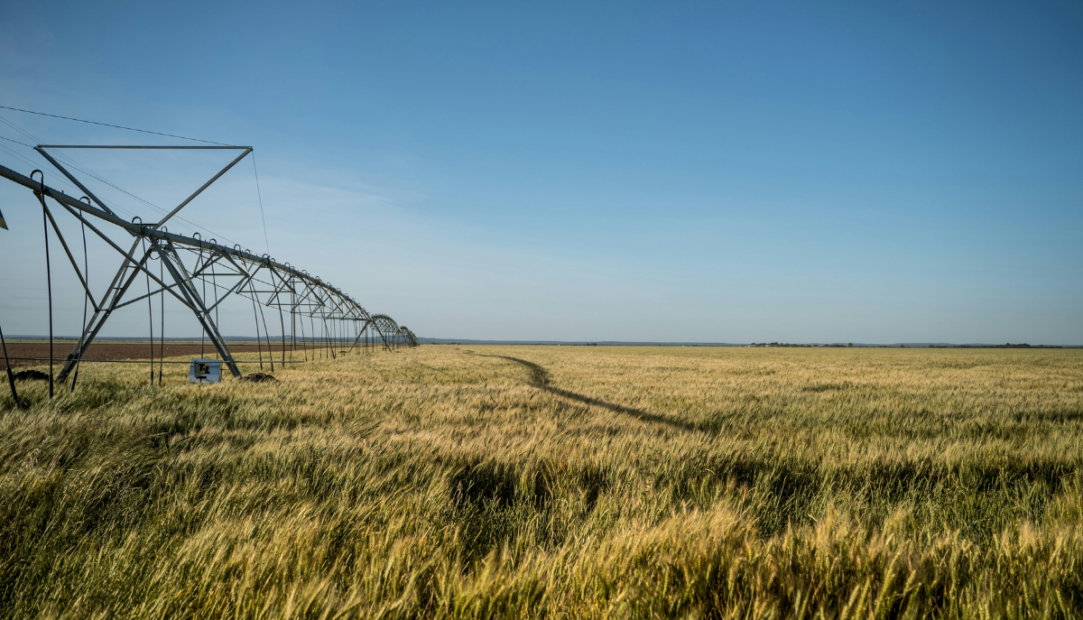 irrigation on a wheat field
