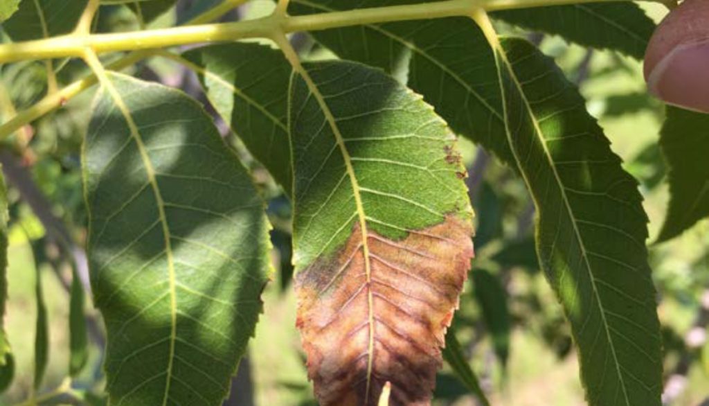 single leaflet showing tip necrosis on a young New Mexico pecan tree