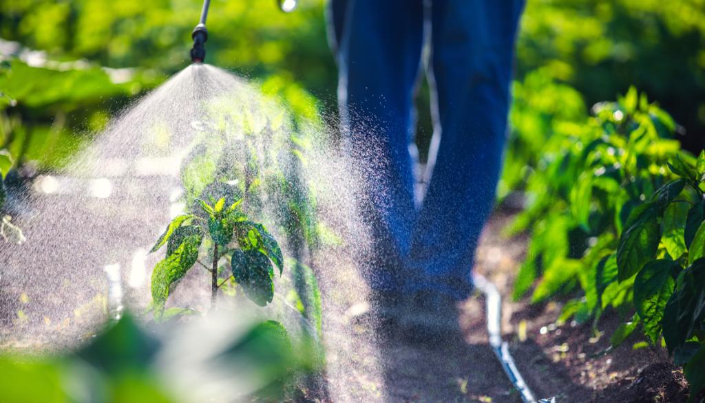 a person spraying pesticide on a plant