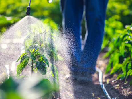 a person spraying pesticide on a plant