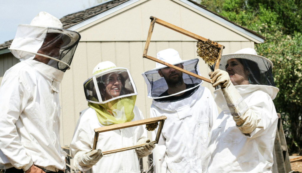 four people in beekeeper suits examine honeycombs from a beehive