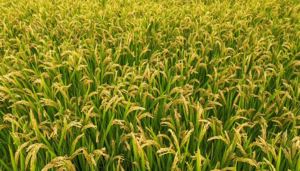 rice growing