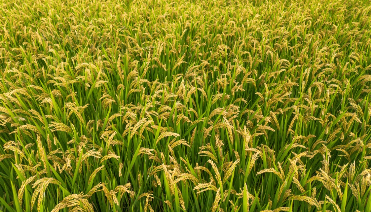 rice growing