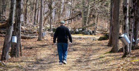 a man walking through forest with sugaring buckets