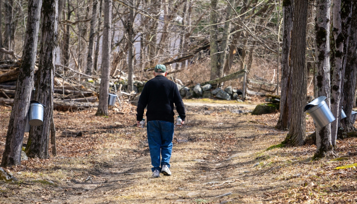 a man walking through forest with sugaring buckets
