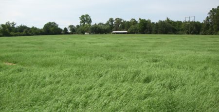bermudagrass field