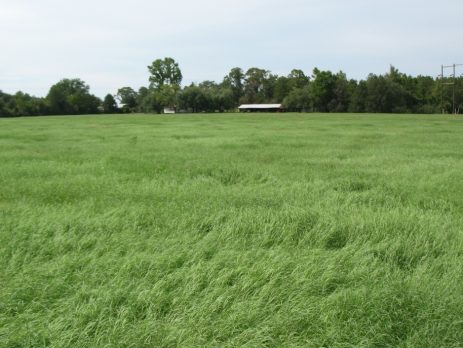bermudagrass field