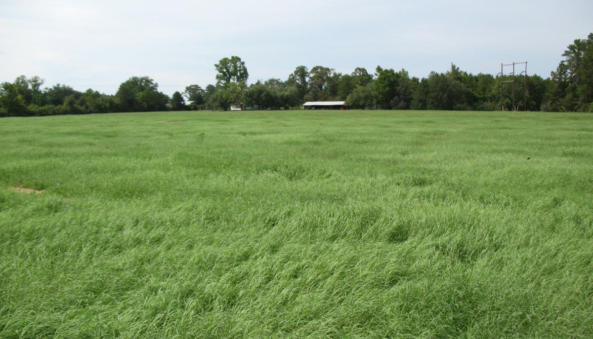 bermudagrass field
