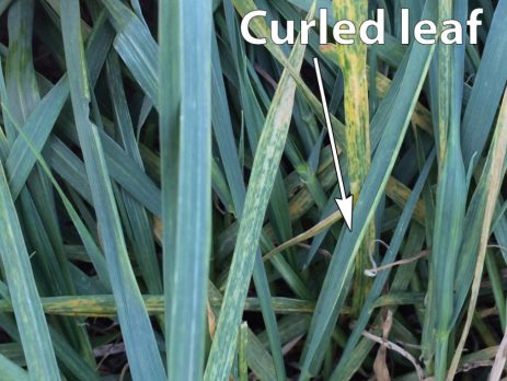 Symptoms of wheat streak mosaic include whitish to yellow streaking, which will usually be more pronounced toward the leaf tip. Note the curled leaf is where a colony of mites live.