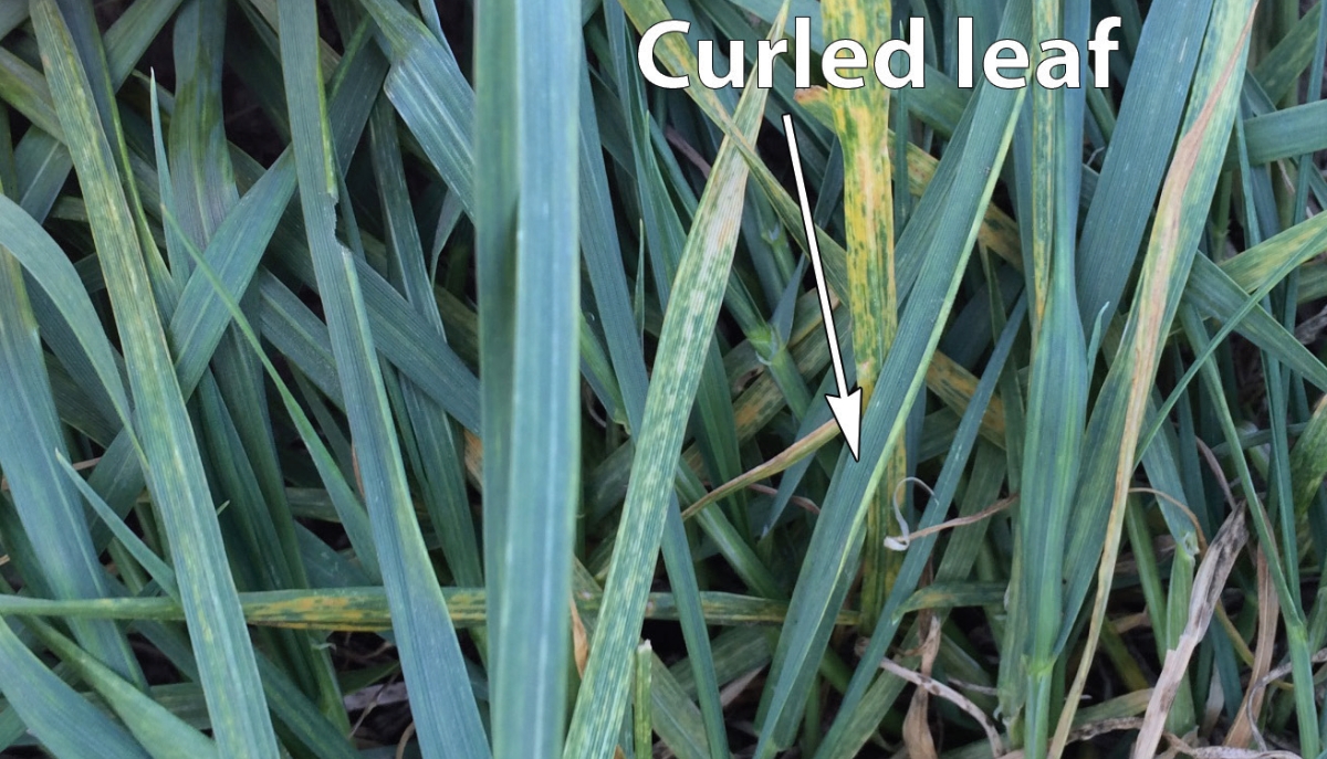 Symptoms of wheat streak mosaic include whitish to yellow streaking, which will usually be more pronounced toward the leaf tip. Note the curled leaf is where a colony of mites live.