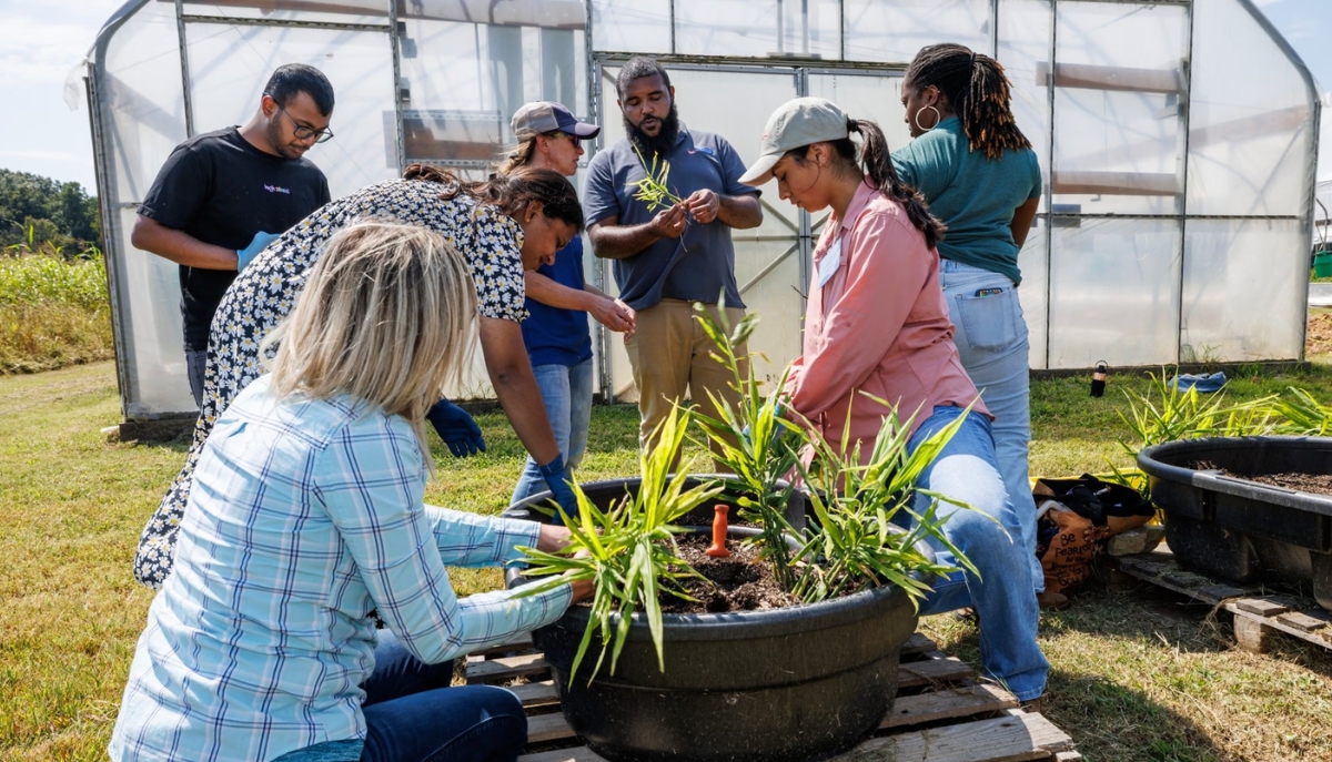 participants at Ginger Field Day participate in planting