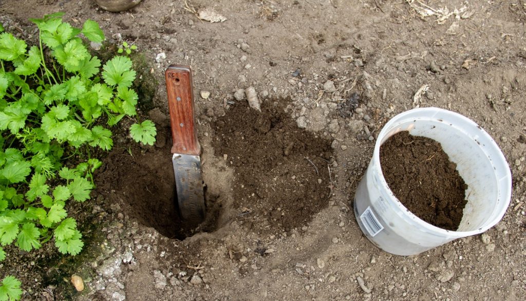 Soil is dug from a small pit in an herb garden