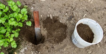 Soil is dug from a small pit in an herb garden