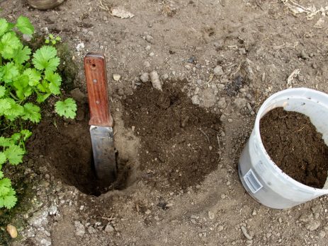 Soil is dug from a small pit in an herb garden