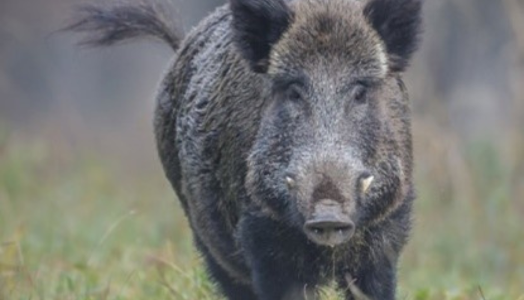 a feral hog