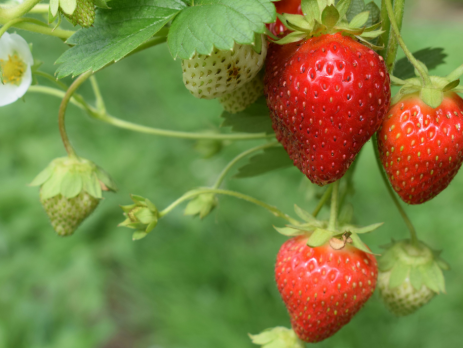 a strawberry plant