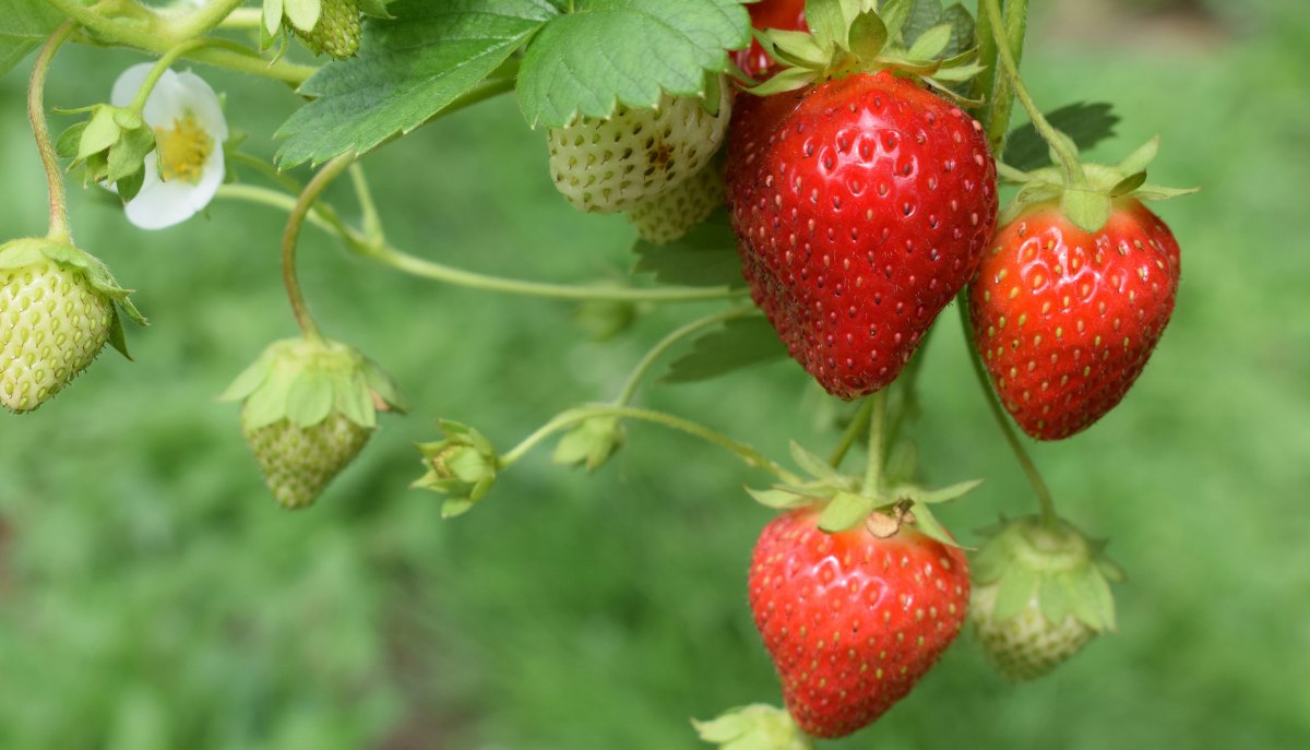 a strawberry plant
