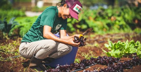 A smiling woman in a green shirt and maroon cap crouches in a sunny field, harvesting a head of deep red leaf lettuce. She is working in a well-tended garden plot with irrigation lines, representing local agricultural impact and food production