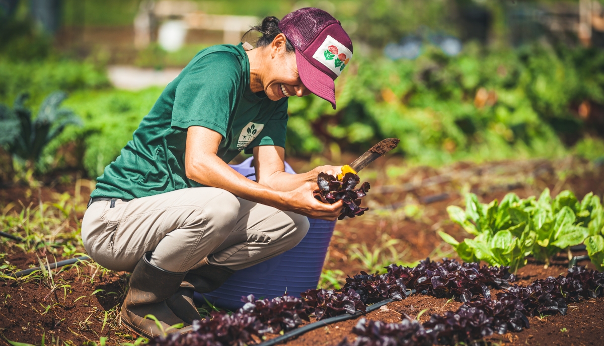A smiling woman in a green shirt and maroon cap crouches in a sunny field, harvesting a head of deep red leaf lettuce. She is working in a well-tended garden plot with irrigation lines, representing local agricultural impact and food production